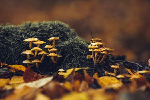 View of small yellow mushrooms growing on a mossy log surrounded by fallen autumn leaves in a forest in Poland. View of small yellow mushrooms growing on a mossy log surrounded by fallen autumn leaves in a forest in Poland.