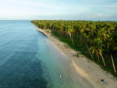 Aerial view of Mahaybo Beach featuring a lush palm tree forest bordering a sandy shore with clear turquoise water and people relaxing on the sand in General Luna Caraga Philippines. Aerial view of Mahaybo Beach featuring a lush palm tree forest bordering a sandy shore with clear turquoise water and people relaxing on the sand in General Luna Caraga Philippines.