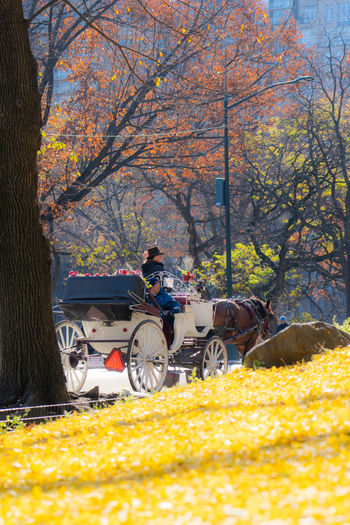 Manhattan United States 03 December 2025 View of a horse drawn carriage amidst the autumnal hues of Central Park s trees a timeless scene of urban nature.