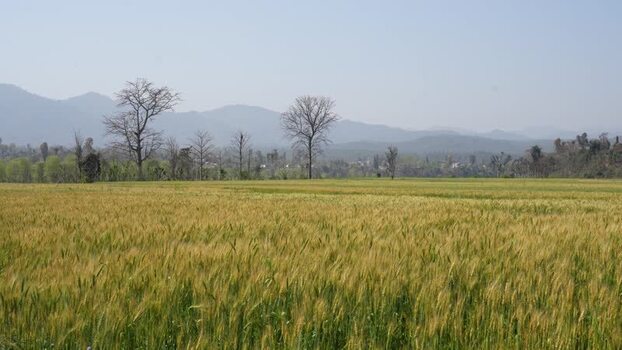 View of a golden wheat field with mountains in the distance Nepal.