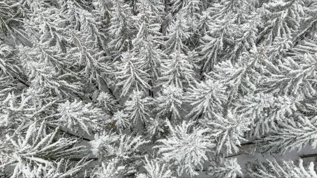 Aerial view of snow covered pine forest in Brasov Romania. Aerial view of snow covered pine forest in Brasov Romania.