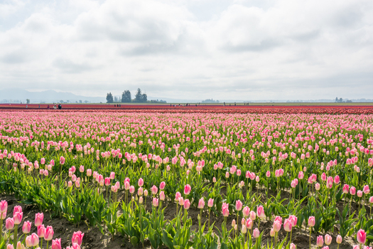 View of vibrant pink tulip fields stretching across the landscape under a cloudy sky in La Conner Washington United States.