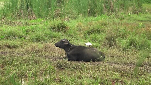 View of a water buffalo resting in a grassy field Sri Lanka. View of a water buffalo resting in a grassy field Sri Lanka.