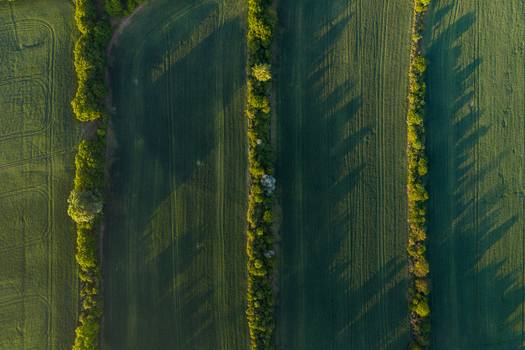 Aerial view of lush green agricultural fields separated by rows of trees casting long shadows in the golden hour light in Kyjov South Moravian Region Czechia.