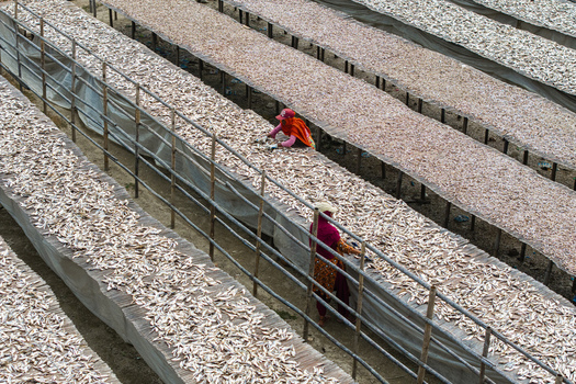 Cox s Bazar Bangladesh 11 March 2026 Aerial view of women working in a fish drying yard with rows of wooden racks covered in small silver fish. Cox s Bazar Bangladesh 11 March 2026 Aerial view of women working in a fish drying yard with rows of wooden racks covered in small silver fish.