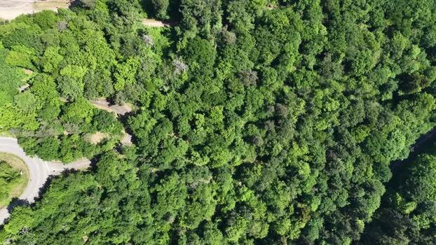 Aerial view of dense green forest and winding road France.
