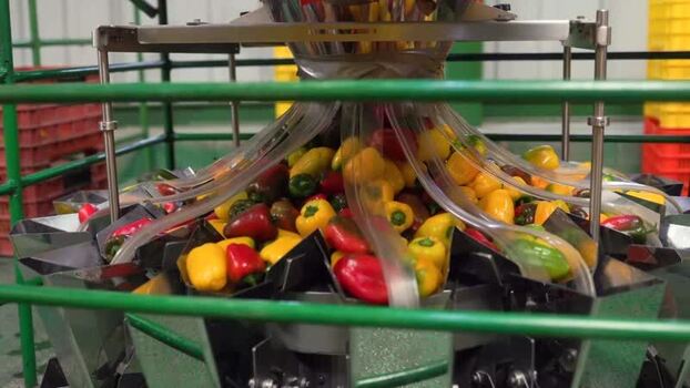 View of automated bell pepper sorting machine in Mexico.