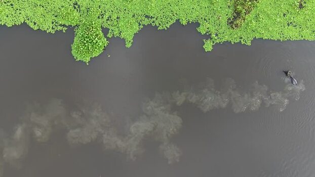 Aerial view of water buffalo swimming in the river Bangladesh.