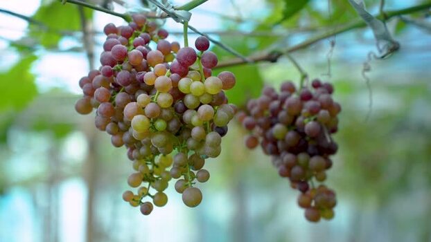 View of ripe grapes hanging from a vine in Bogura Bangladesh. View of ripe grapes hanging from a vine in Bogura Bangladesh.