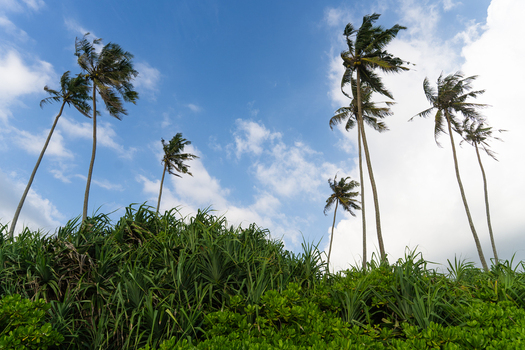 View of tall palm trees swaying in the wind above dense tropical green vegetation under a bright blue sky with white clouds Galle Southern Province Sri Lanka.