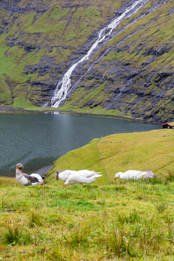 View of geese grazing on a grassy hillside near a lake with a cascading waterfall in the background in the Faroe Islands. View of geese grazing on a grassy hillside near a lake with a cascading waterfall in the background in the Faroe Islands.