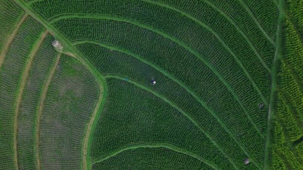 Aerial view of Soka Rice Field in Selemadeg Indonesia.