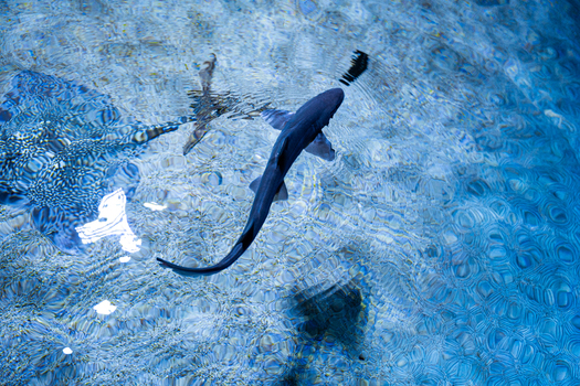 View of a shark and ray gliding through the crystal waters their shadows dancing on the patterned floor below an aquatic ballet unfolds Pula Istria County Croatia.