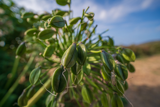 View of green Agapanthus seed heads in a garden setting in Looe Cornwall United Kingdom. View of green Agapanthus seed heads in a garden setting in Looe Cornwall United Kingdom.