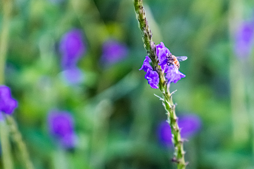 View of a bee pollinating a vibrant purple flower in a lush garden Antioquia Colombia.