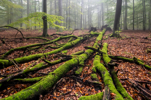 View of moss covered fallen tree trunks on the forest floor surrounded by autumn leaves and misty trees in Debrzno Pomeranian Voivodeship Poland. View of moss covered fallen tree trunks on the forest floor surrounded by autumn leaves and misty trees in Debrzno Pomeranian Voivodeship Poland.