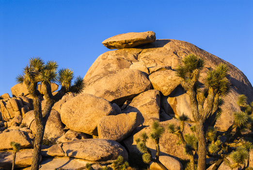 View of Joshua Tree rock formations and desert landscape under a clear blue sky during golden hour in Joshua Tree California United States.