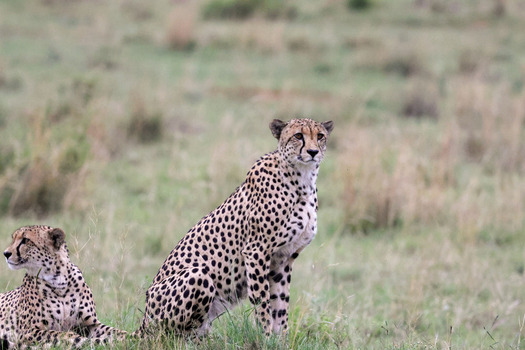 View of two cheetahs sitting and resting in the tall grass of the savanna at Welgevonden Game Reserve Waterberg District Municipality Limpopo South Africa.