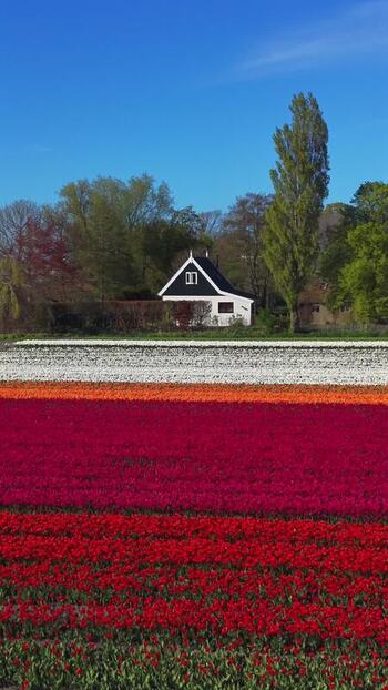 Aerial view of colorful tulip fields and a house in Netherlands.