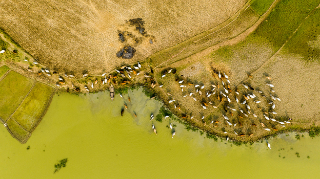 Aerial view of a herd of cattle grazing along the grassy riverbank with a small boat moored in the water and agricultural fields in Chapai Nawabganj Rajshahi Division Bangladesh.