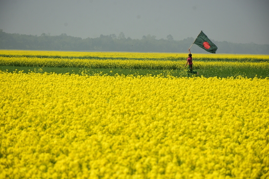 View of a child running through a vibrant field of yellow mustard flowers while holding the national flag of Bangladesh in Kushtia District Khulna Division Bangladesh. View of a child running through a vibrant field of yellow mustard flowers while holding the national flag of Bangladesh in Kushtia District Khulna Division Bangladesh.