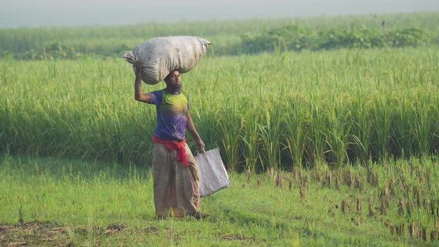 View of a farmer carrying a sack through a rice field Bangladesh.