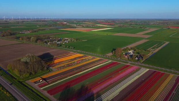 Aerial view of colorful tulip fields and farmland Netherlands.