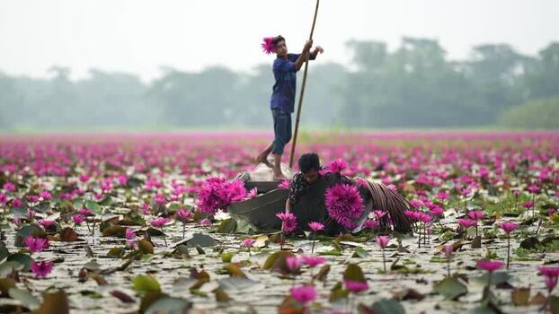 View of men harvesting pink water lilies from a boat Bangladesh. View of men harvesting pink water lilies from a boat Bangladesh.
