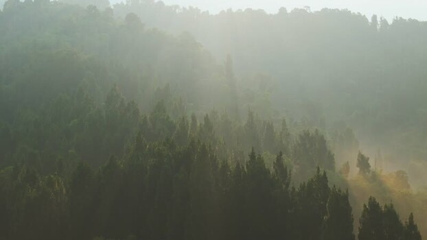 Aerial view of misty pine forest in Sukabumi Indonesia. Aerial view of misty pine forest in Sukabumi Indonesia.
