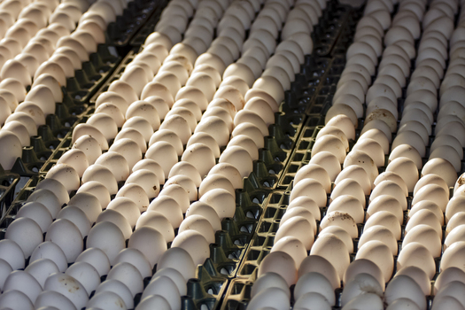 View of rows of white eggs neatly arranged in plastic trays at a layer poultry farm in Multan City Punjab Pakistan. View of rows of white eggs neatly arranged in plastic trays at a layer poultry farm in Multan City Punjab Pakistan.