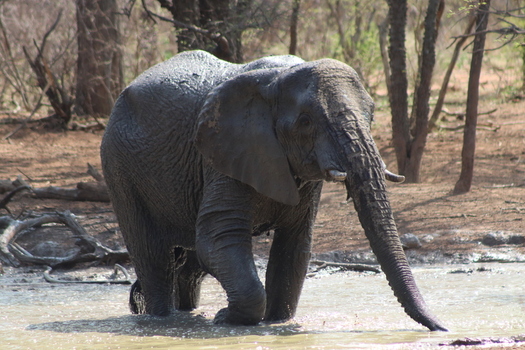View of an African elephant wading through a muddy water hole in the savanna at Tumbeta Private Game Reserve Thabazimbi Limpopo South Africa.