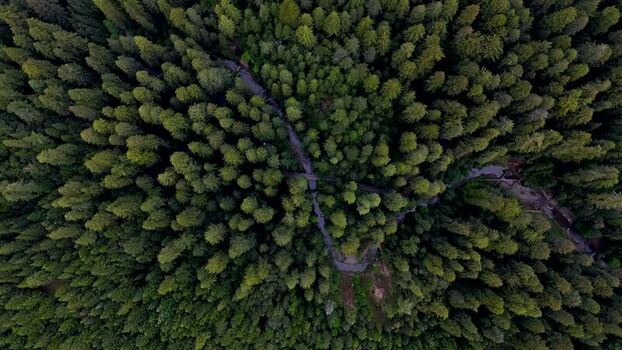 Aerial view of a winding road through a dense forest United States. Aerial view of a winding road through a dense forest United States.