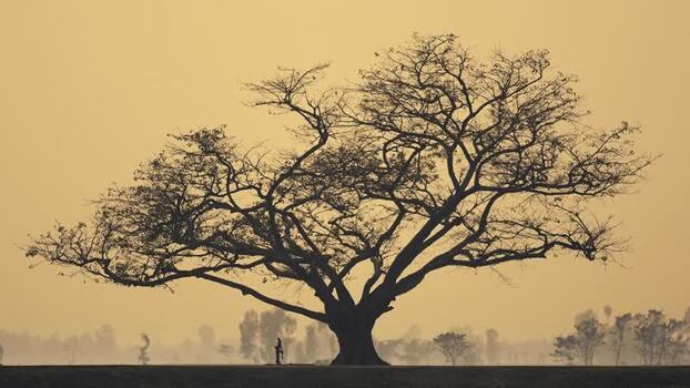 View of a large tree silhouette against a golden sky Bangladesh.