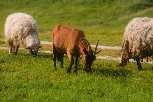 View of a brown goat with horns and two fluffy white sheep grazing on lush green grass in a meadow Futog Vojvodina Serbia. View of a brown goat with horns and two fluffy white sheep grazing on lush green grass in a meadow Futog Vojvodina Serbia.