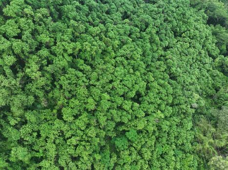 Aerial view of dense tropical forest canopy with lush green trees and foliage in Yogyakarta Special Region of Yogyakarta Indonesia. Aerial view of dense tropical forest canopy with lush green trees and foliage in Yogyakarta Special Region of Yogyakarta Indonesia.