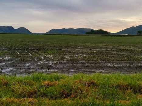 View of a wet agricultural field with green grass in the foreground and the Magaliesberg mountains in the background under a cloudy sky in Mooinooi North West South Africa. View of a wet agricultural field with green grass in the foreground and the Magaliesberg mountains in the background under a cloudy sky in Mooinooi North West South Africa.