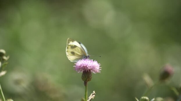 View of a white butterfly on a pink flower in Nepal.