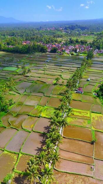 Aerial view of Banjar mancingan Rice trekking and rice fields Indonesia. Aerial view of Banjar mancingan Rice trekking and rice fields Indonesia.