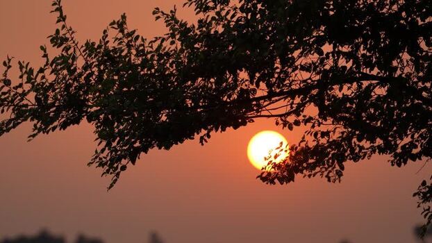 View of the sun setting behind tree branches Bangladesh. View of the sun setting behind tree branches Bangladesh.