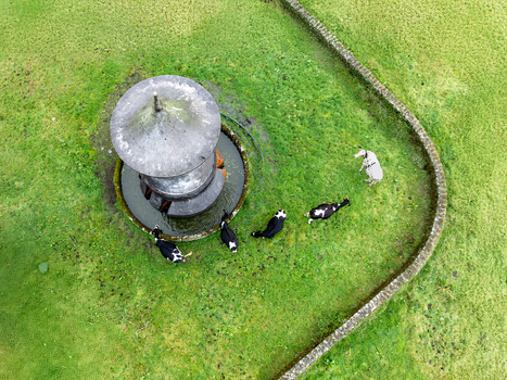 Aerial view of cows drinking from a traditional stone water fountain in a lush green pasture surrounded by a stone wall Sete Cidades Azores Portugal. Aerial view of cows drinking from a traditional stone water fountain in a lush green pasture surrounded by a stone wall Sete Cidades Azores Portugal.