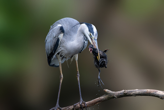 View of a grey heron perched on a branch while holding a small black chick in its beak against a blurred natural background in Selestat Grand Est France.