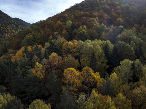 Aerial view of the Pyrenees mountain range covered in dense autumn forest with vibrant yellow orange and green foliage in Spain. Aerial view of the Pyrenees mountain range covered in dense autumn forest with vibrant yellow orange and green foliage in Spain.