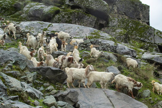 View of a herd of goats climbing a steep rocky hillside with moss covered stones and boulders Jaglot Gilgit Pakistan. View of a herd of goats climbing a steep rocky hillside with moss covered stones and boulders Jaglot Gilgit Pakistan.