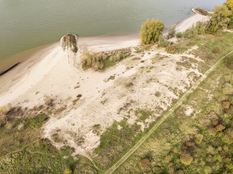 Aerial view of nature reserve Millingerwaard featuring river dune lush vegetation and a winding path along the river Waal in Kekerdom Gelderland Netherlands.