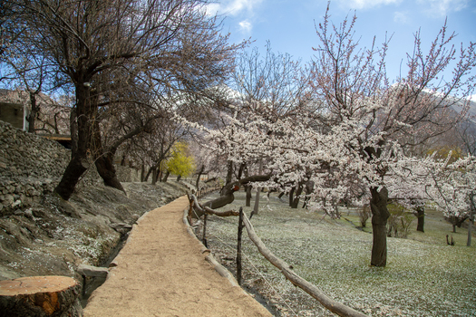View of a dirt path winding through an orchard of blooming apricot trees near the historic Altit Fort with stone walls in Altit Gilgit Pakistan. View of a dirt path winding through an orchard of blooming apricot trees near the historic Altit Fort with stone walls in Altit Gilgit Pakistan.