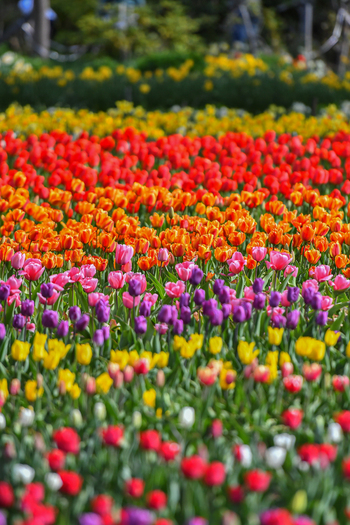 View of vibrant rows of blooming tulips in various colors including red yellow and purple at Peninsula San Pedro San Carlos de Bariloche Rio Negro Province Argentina. View of vibrant rows of blooming tulips in various colors including red yellow and purple at Peninsula San Pedro San Carlos de Bariloche Rio Negro Province Argentina.