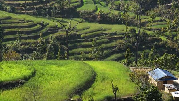 View of lush terraced green fields and a rural house Nepal.