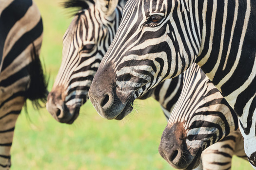 View of three zebras standing close together in a grassy field at Welgevonden Game Reserve Waterberg District Municipality Limpopo South Africa. View of three zebras standing close together in a grassy field at Welgevonden Game Reserve Waterberg District Municipality Limpopo South Africa.