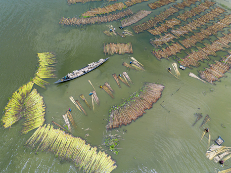 Natore Bangladesh 25 July 2026 Aerial view of jute stalks being processed in the water by workers in small boats showcasing traditional agricultural methods.