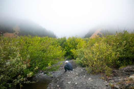 View of a person crouching by a stream near the Lost Coast with lush green bushes and misty hills in Humboldt County California United States.